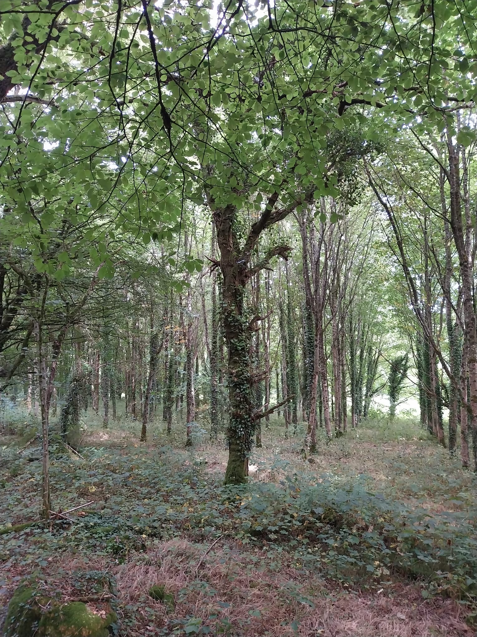 Feuillu Mandat 2025-2503-66 BOURBRIAC