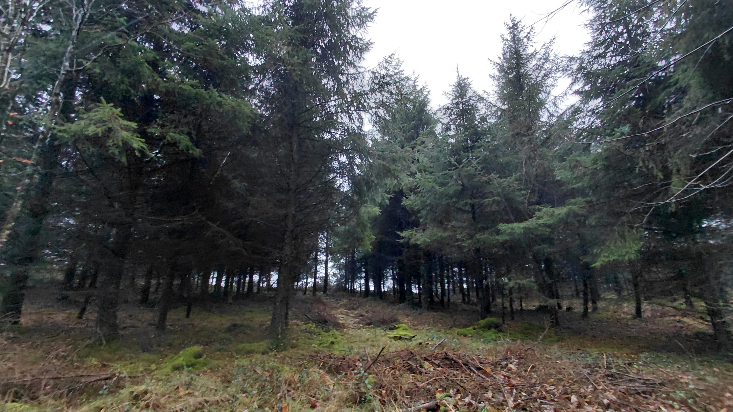 https://sylvatransaction.fr/wp-content/uploads/2026/04/Photo-Mandat-103-Plourin-les-Morlaix-2-scaled.jpg