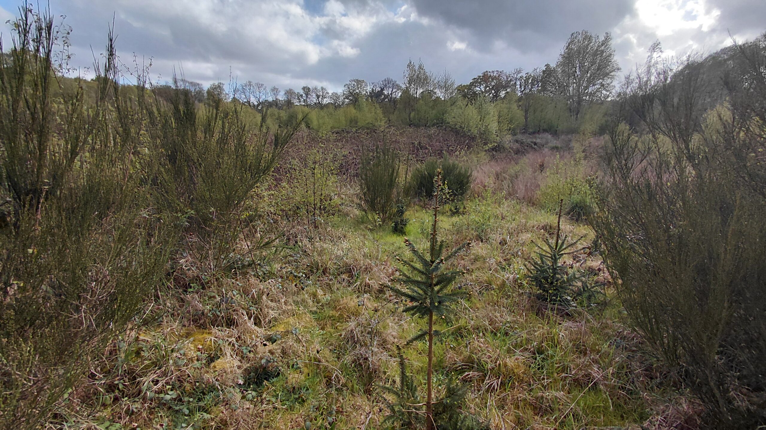 Photo d'illustration 1 - Mandat 2024-0904-49 - Plouray (1)